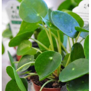 Pilea Peperomioides (Plante à monnaie chinoise)