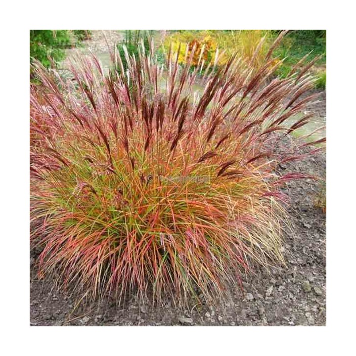 Miscanthus sinensis chef rouge (Roseau de Chine, Eulalie)