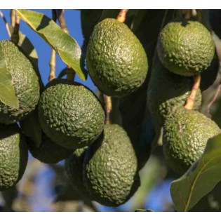 Kit avocatiers – Collection de 3 beaux avocatiers greffés