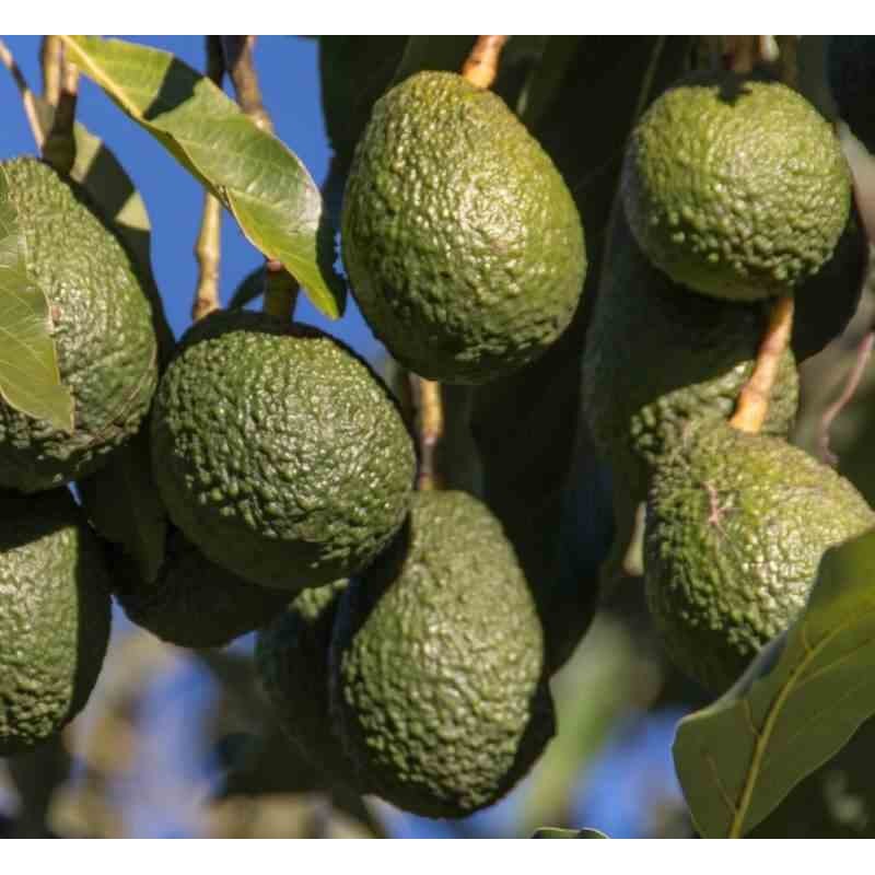 collection de beaux avocats