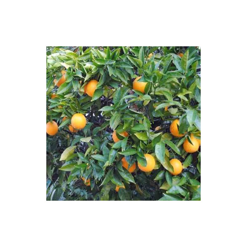 collection d'agrumes