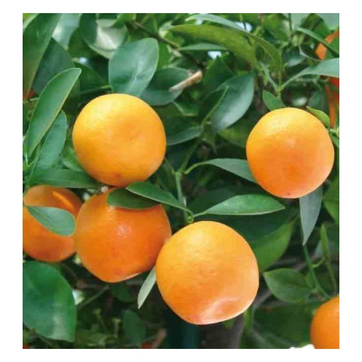 collection d'agrumes