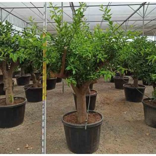 collection d'agrumes Spécimen