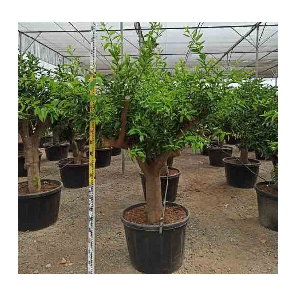 collection d'agrumes Spécimen