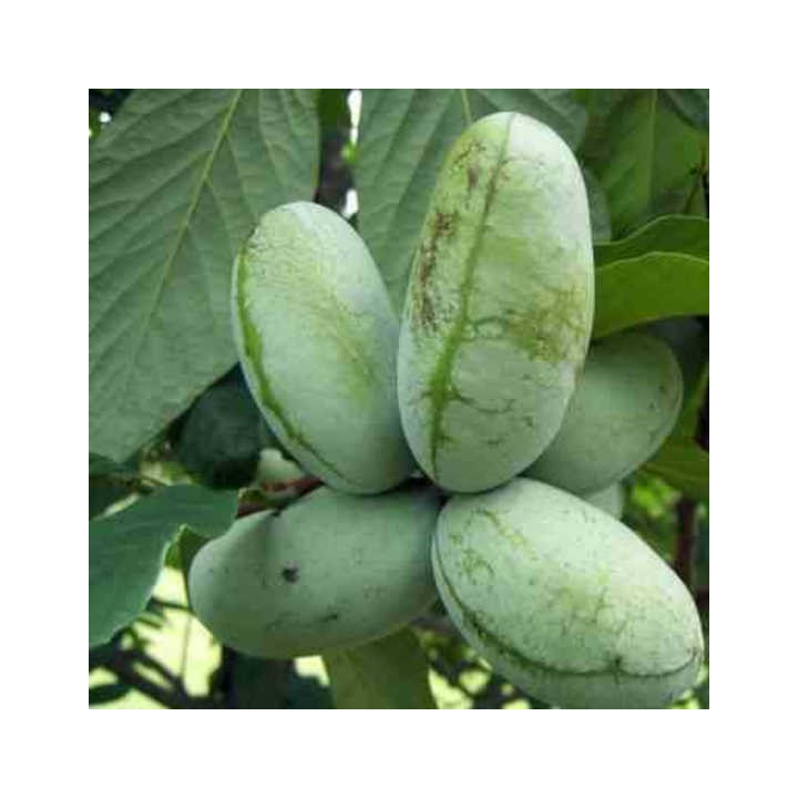 collection de 10 fruitiers exotiques rustiques pour votre jardin