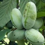 collection de 10 fruitiers exotiques rustiques pour votre jardin