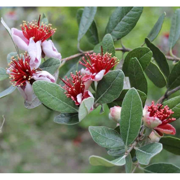 collection de 10 fruitiers exotiques rustiques pour votre jardin