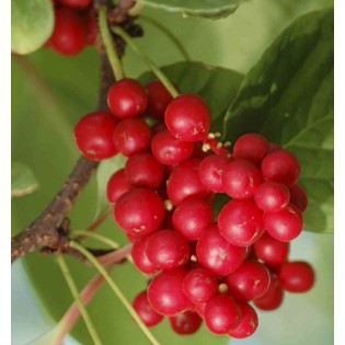 collection de 10 fruitiers exotiques rustiques pour votre jardin