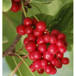 collection de 10 fruitiers exotiques rustiques pour votre jardin