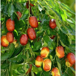 collection de 10 fruitiers exotiques rustiques pour votre jardin