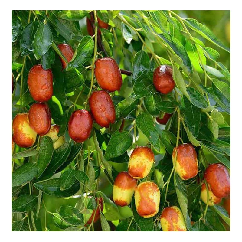 collection de 10 fruitiers exotiques rustiques pour votre jardin