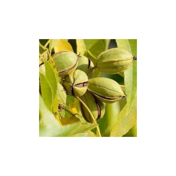 collection de 10 fruitiers exotiques rustiques pour votre jardin