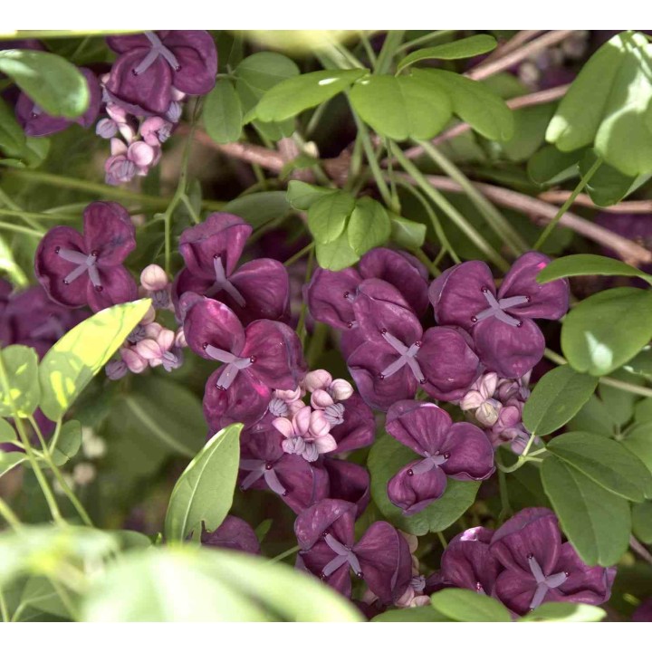 collection de 4 fruitiers exotiques rustiques pour votre jardin
