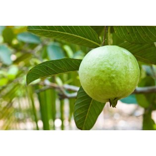 Création de votre jardin exotique : 10 plantes emblématiques