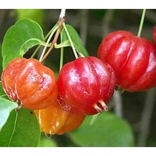 Création de votre jardin exotique : 10 plantes emblématiques