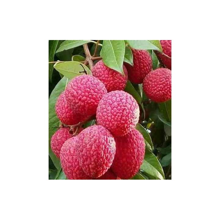 Création de votre jardin exotique : 10 plantes emblématiques