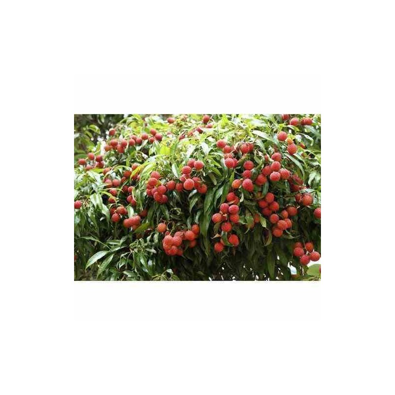 Création de votre jardin exotique : 10 plantes emblématiques