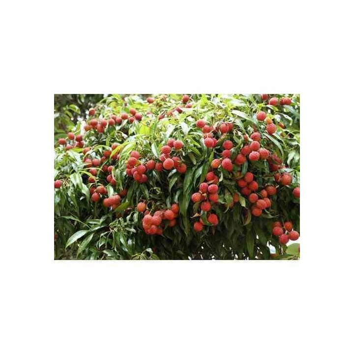 Création de votre jardin exotique : 10 plantes emblématiques
