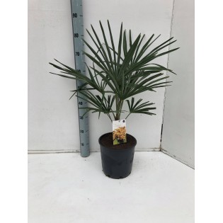 Kit 3 trachycarpus fortunei pour création de bosquet