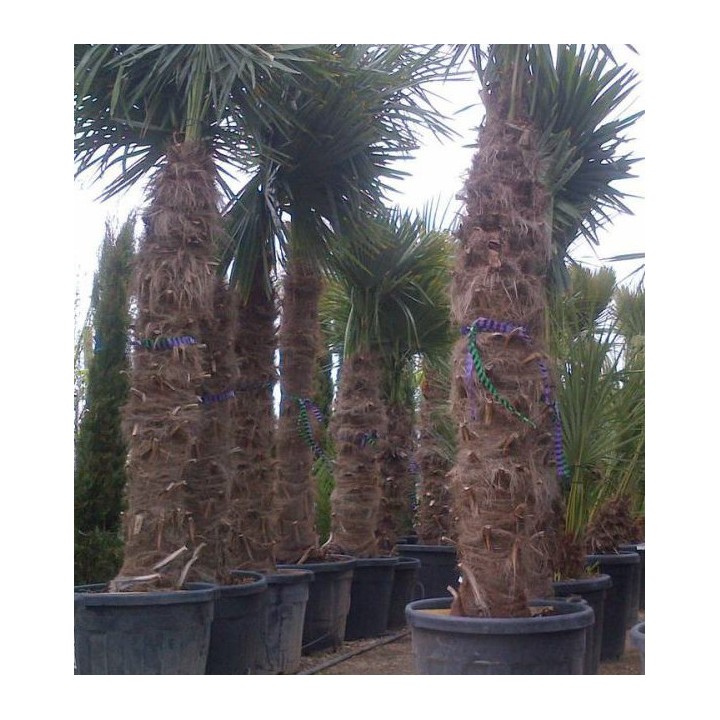 Kit 3 trachycarpus fortunei pour création de bosquet