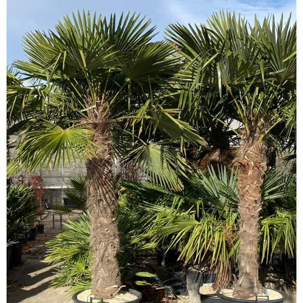 Kit 3 trachycarpus fortunei pour création de bosquet