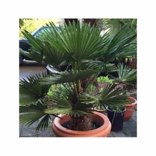 Kit 3 trachycarpus wagnerianus pour création de bosquet