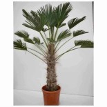 Kit 3 trachycarpus wagnerianus pour création de bosquet