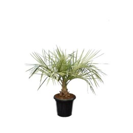 Kit de 3 palmiers rustiques pour décor immédiat