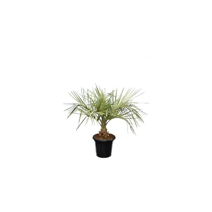 Kit de 3 palmiers rustiques pour décor immédiat