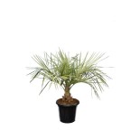 Kit de 3 palmiers rustiques pour décor immédiat