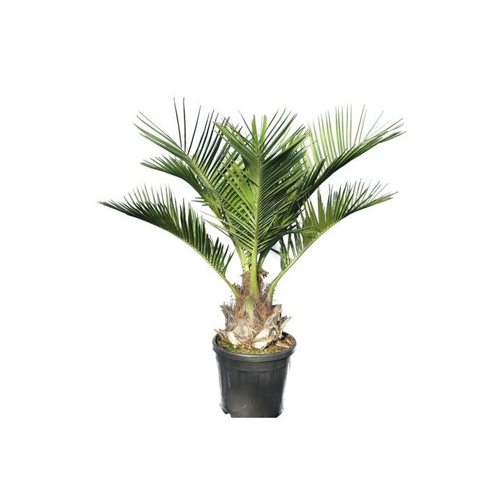 Kit de 3 palmiers rustiques pour décor immédiat