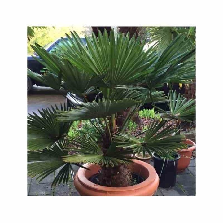 Kit de 3 palmiers rustiques pour décor immédiat