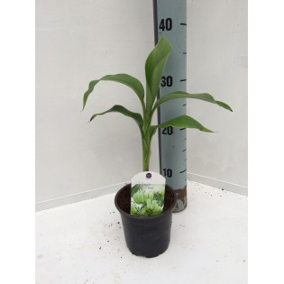 Collection de 6 bananiers rares