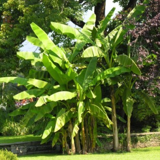 Collection de 6 bananiers rares