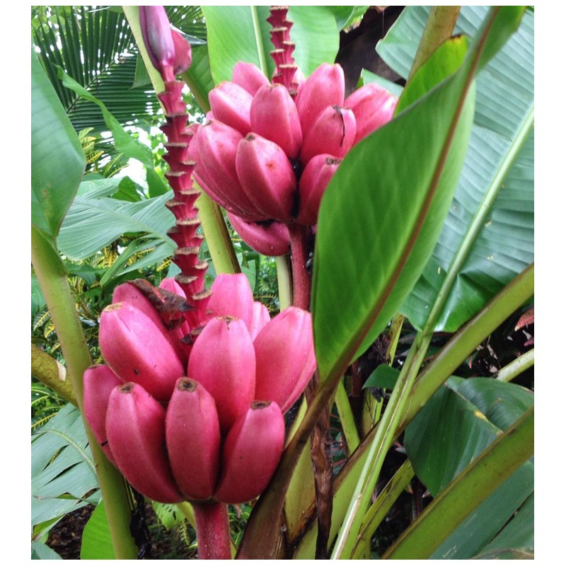 Collection de 6 bananiers rares