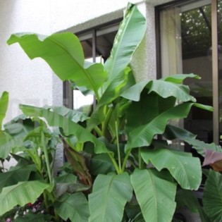 Collection de 3 bananiers rustiques