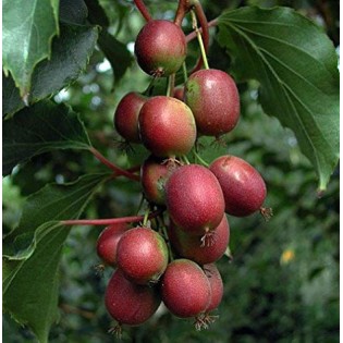 Actinidia arguta Ken's Red ( kiwai, nergi, kiwi de Sibérie, kiwi nain)