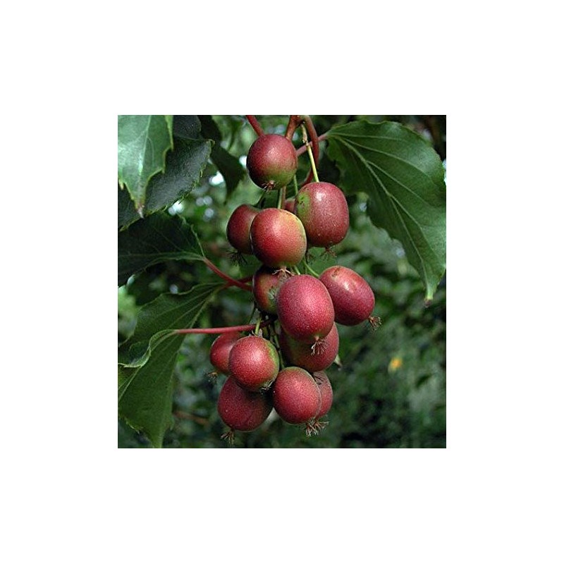 Actinidia arguta Ken's Red ( kiwai, nergi, kiwi de Sibérie, kiwi nain)