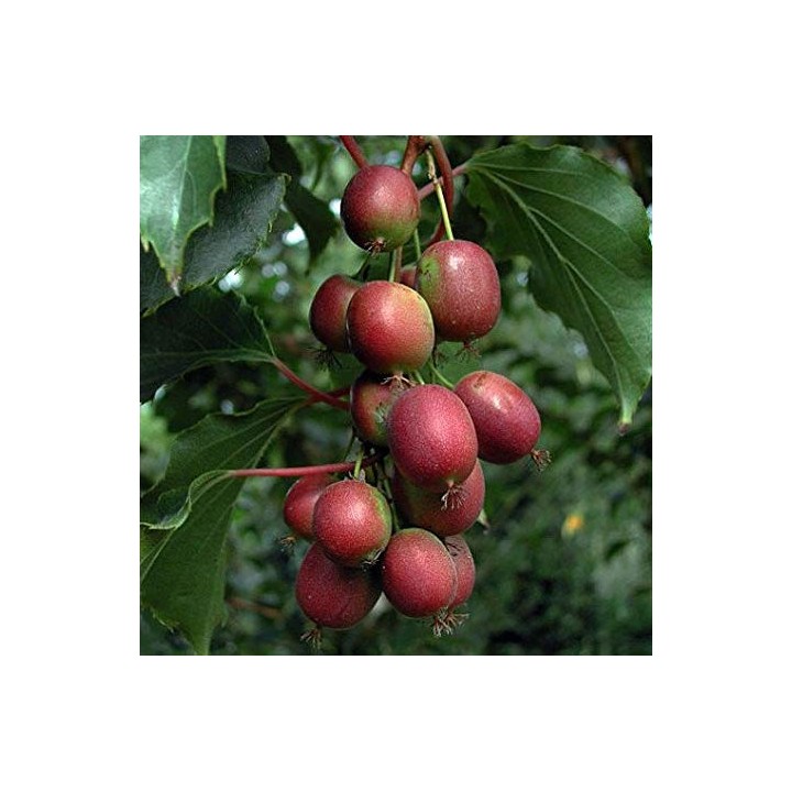 Actinidia arguta Ken's Red ( kiwai, nergi, kiwi de Sibérie, kiwi nain)