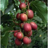 Actinidia arguta Ken's Red ( kiwai, nergi, kiwi de Sibérie, kiwi nain)