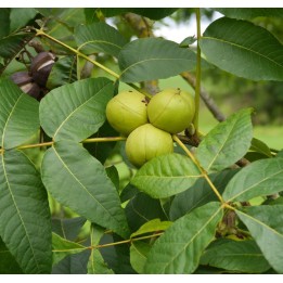 Carya laciniosa (caryer ecailleux)
