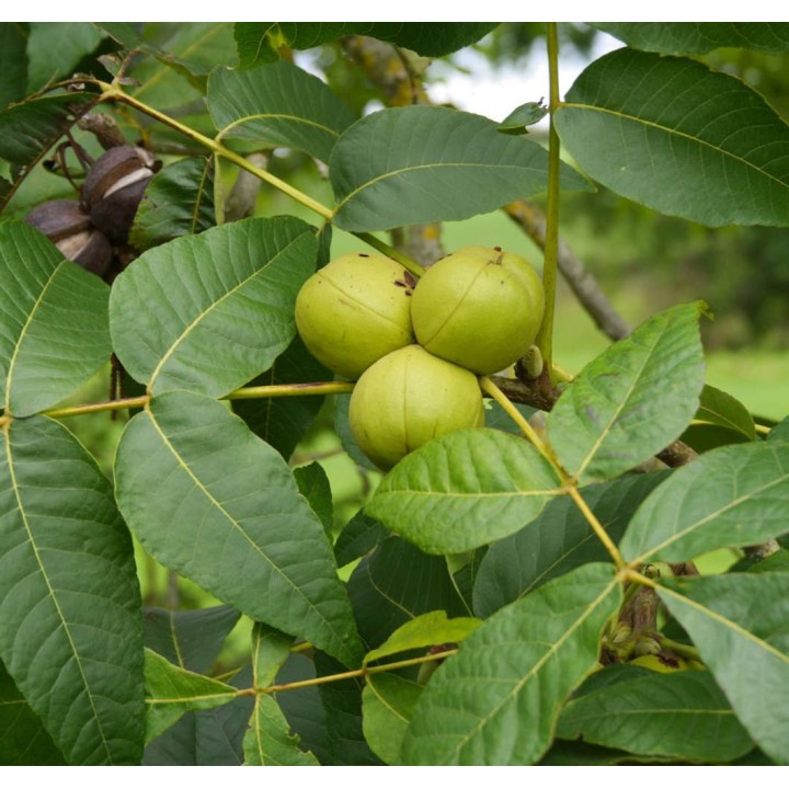 Carya laciniosa (caryer ecailleux)