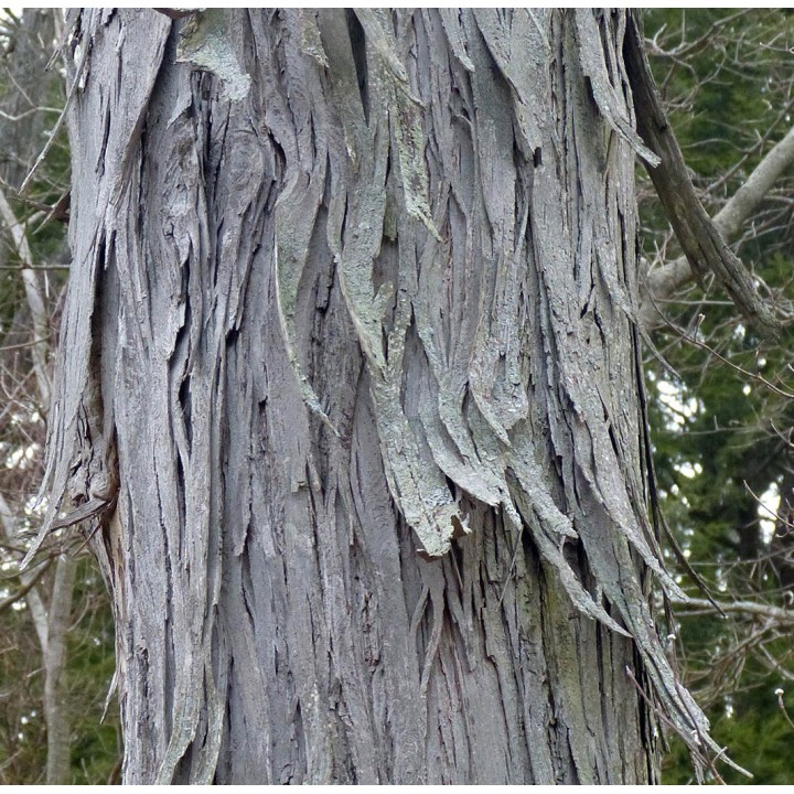 Carya laciniosa (caryer ecailleux)