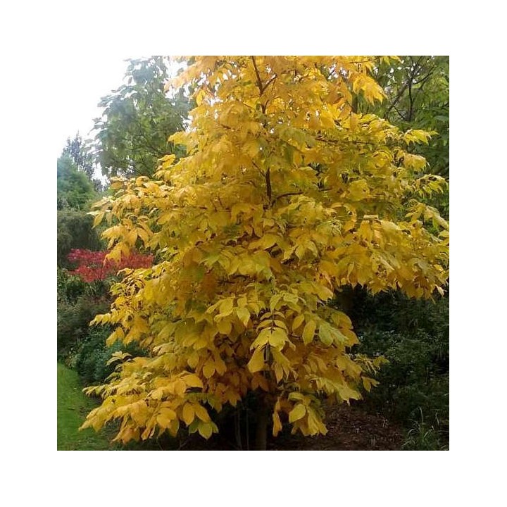 Carya Ovata (Caryer à noix douce, caryer blanc, noyer blanc)