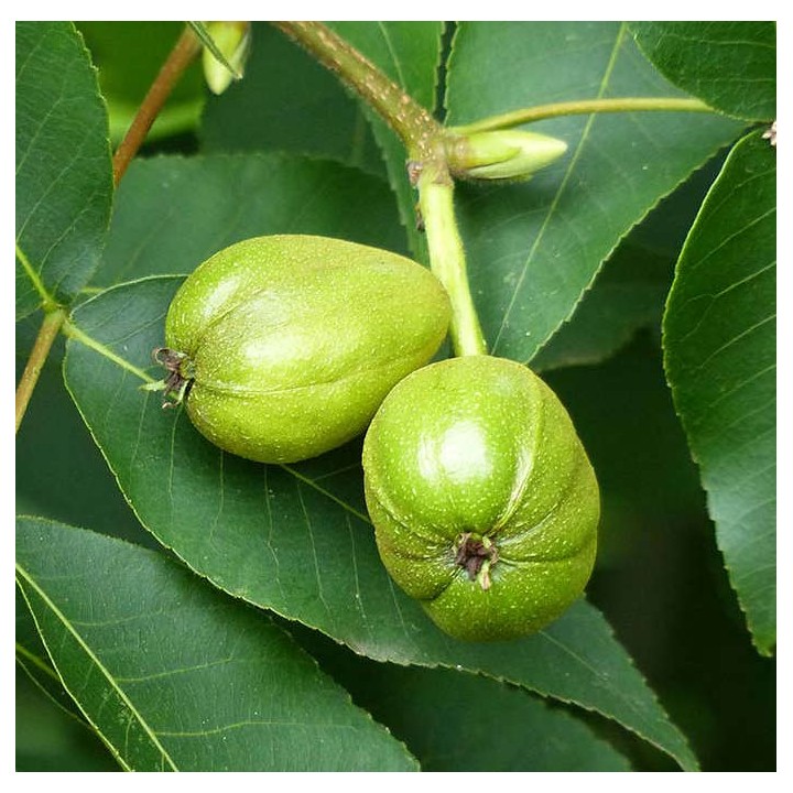 Carya Ovata (Caryer à noix douce, caryer blanc, noyer blanc)