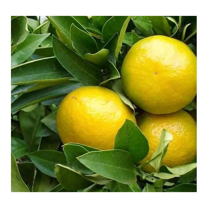 Agrumes Citrus limetta Pursha (citronnier doux, limonette)