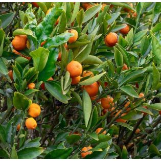 Citrus Kucle agrumes hybride kumquat et clementinier (Kumquatine)
