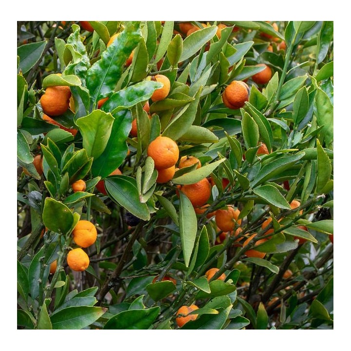 Citrus Kucle agrumes hybride kumquat et clementinier (Kumquatine)