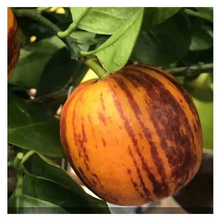 Citrus x sinensis 'Arcobal' ( l'orange Tigre)