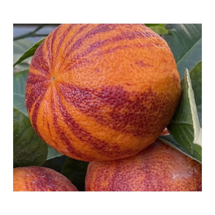 Citrus x sinensis 'Arcobal' ( l'orange Tigre)